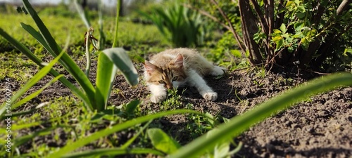 cat in the grass © Anastasiia