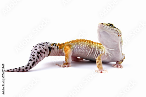 Fat-tailed geckos isolated on white background  leopard gecko lizard  eublepharis macularius