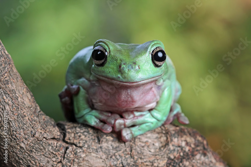 Dumpy frog on branch, tree frog front view, litoria caerulea, animals closeup
