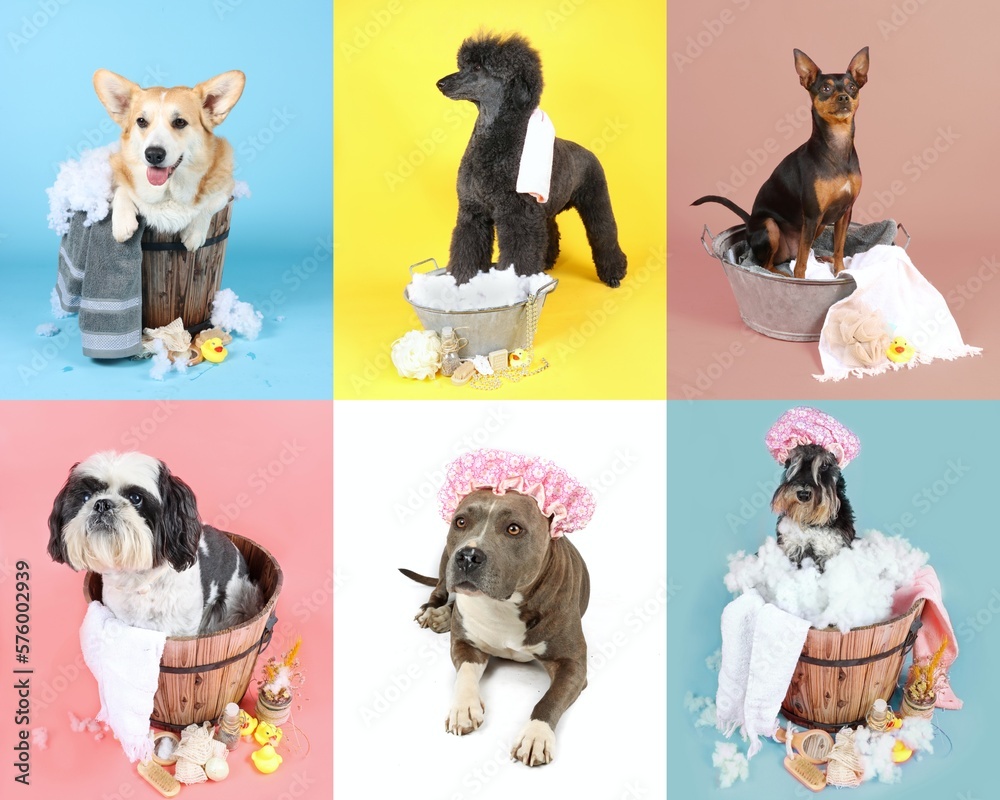 collage with different dogs taking a bath, schnauzer, pinscher, poodle, corgi, shih tzu, staff in colorful background