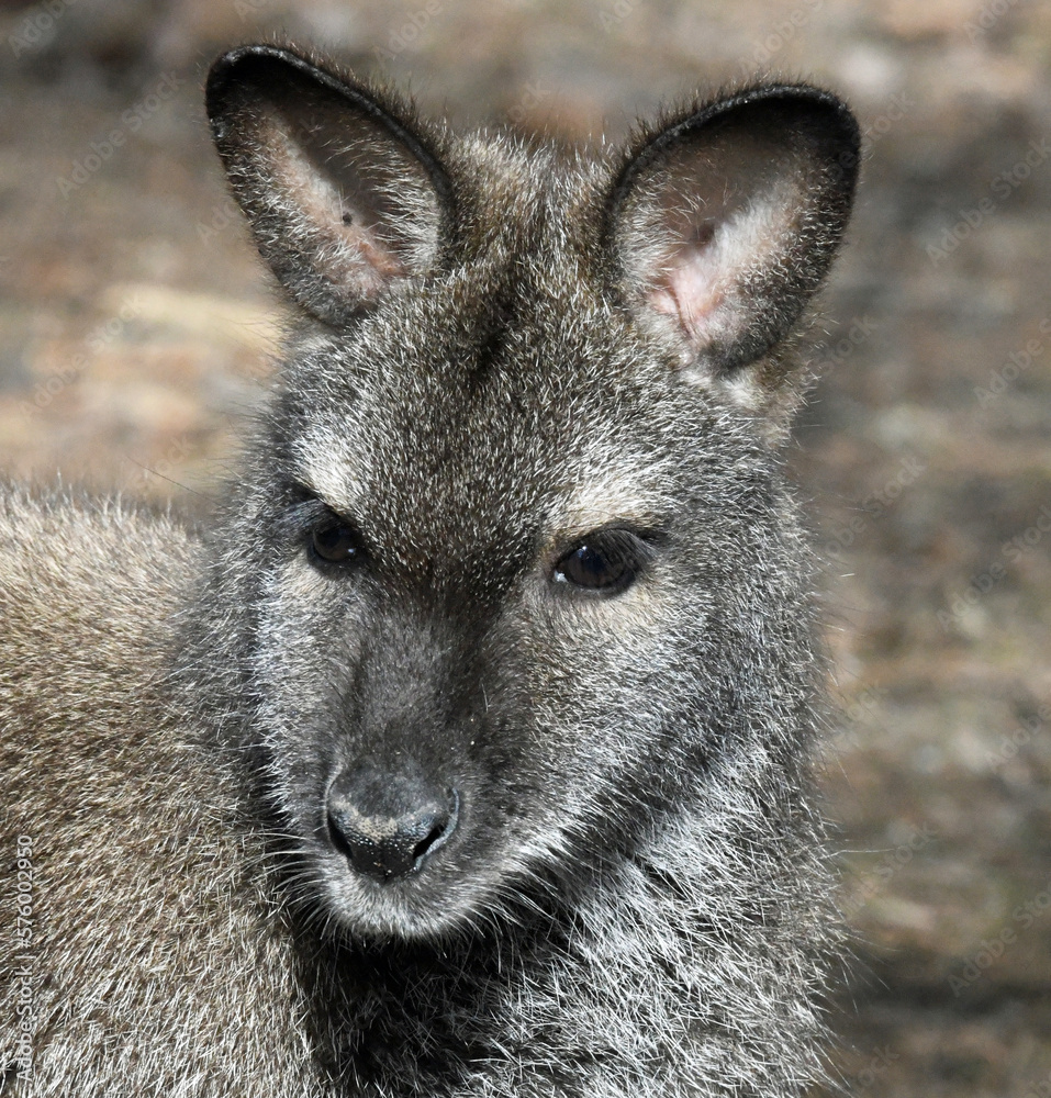 Wallaby Close Up