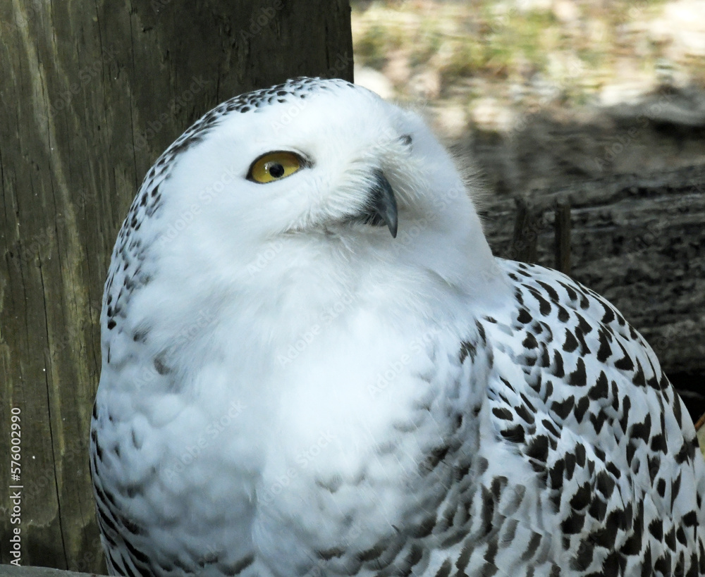 Obraz premium Snowy Owl close up