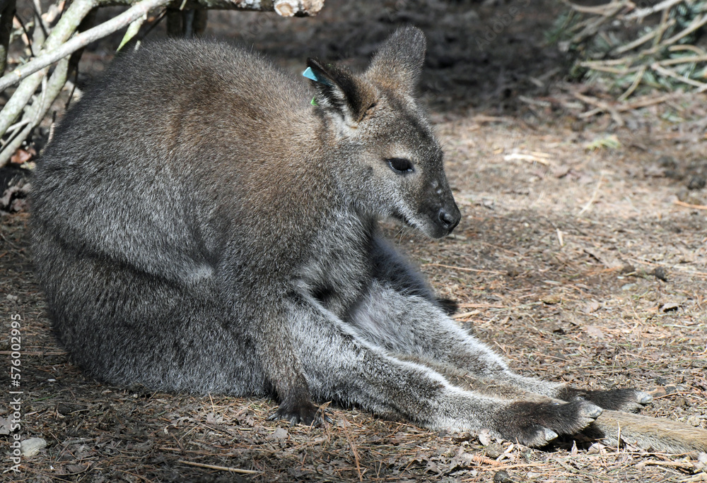 Naklejka premium Wallaby Close Up