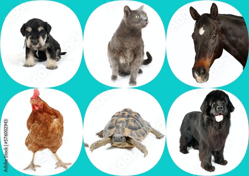 set of different animals , cat horse turtle dog and chicken 