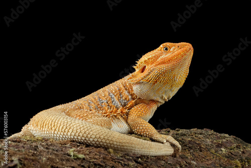 bearded dragon red hypo, the whole body of the lizard, side view of bearded dragon lizard, Pogona mitchelli photo