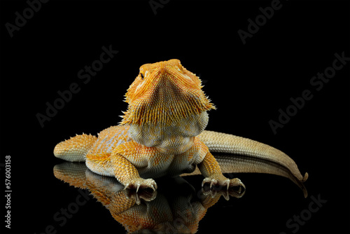 bearded dragon red hypo, the whole body of the lizard, side view of bearded dragon lizard, Pogona mitchelli photo