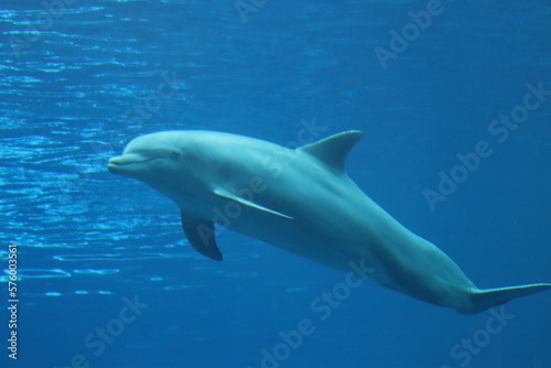 dolphin mammals on display at the Genoa aquarium- © fiore26
