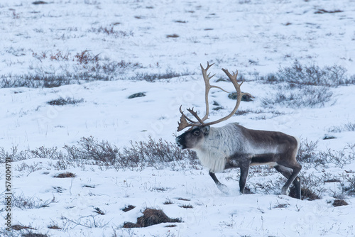 A Caribou bull walks through the tundra