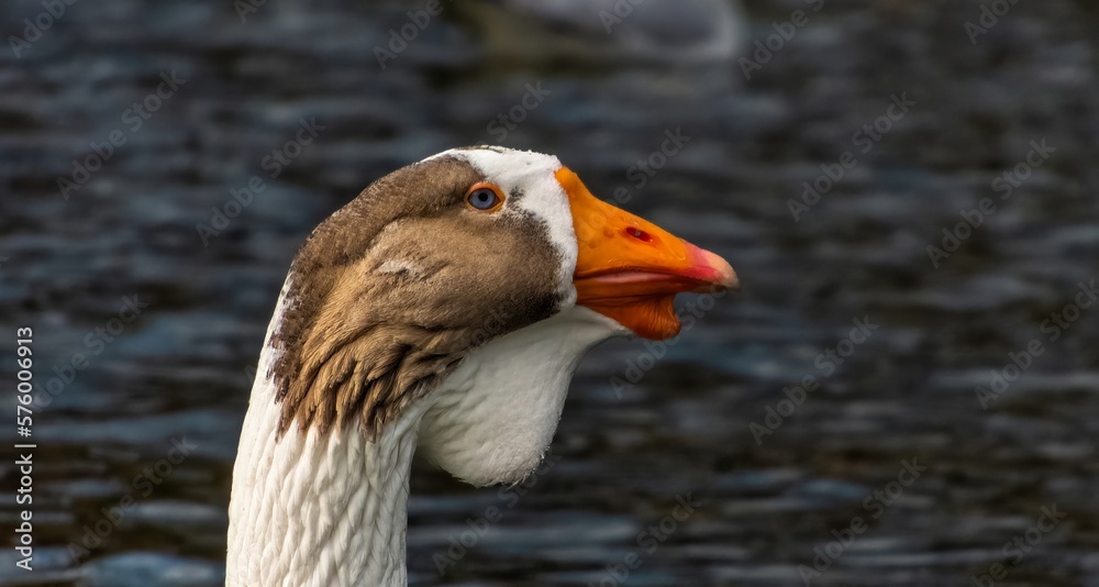 Fototapeta premium portrait of a waterfowl - a gray domestic goose with blue eyes, a white forehead and chin and an orange beak on the water of a pond on a sunny winter day