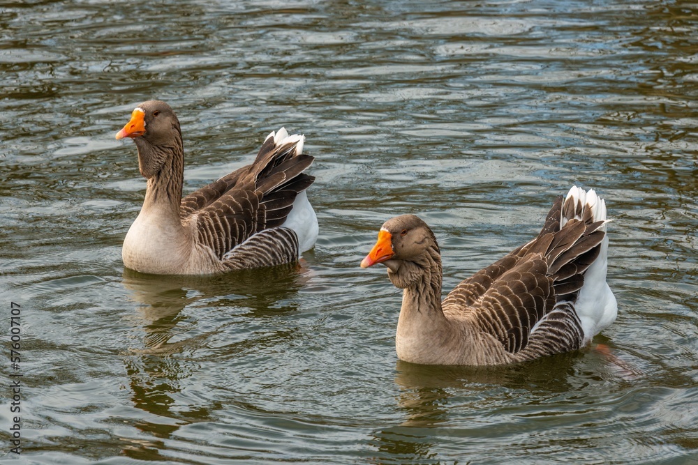 Fototapeta premium waterfowl - two gray domestic geese on the water of a pond on a sunny winter day