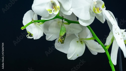 Graphium Agamemnon butterfly emerging from cocoon on orchid, spreading its beautiful wings and flying away. White background 4K timelapse