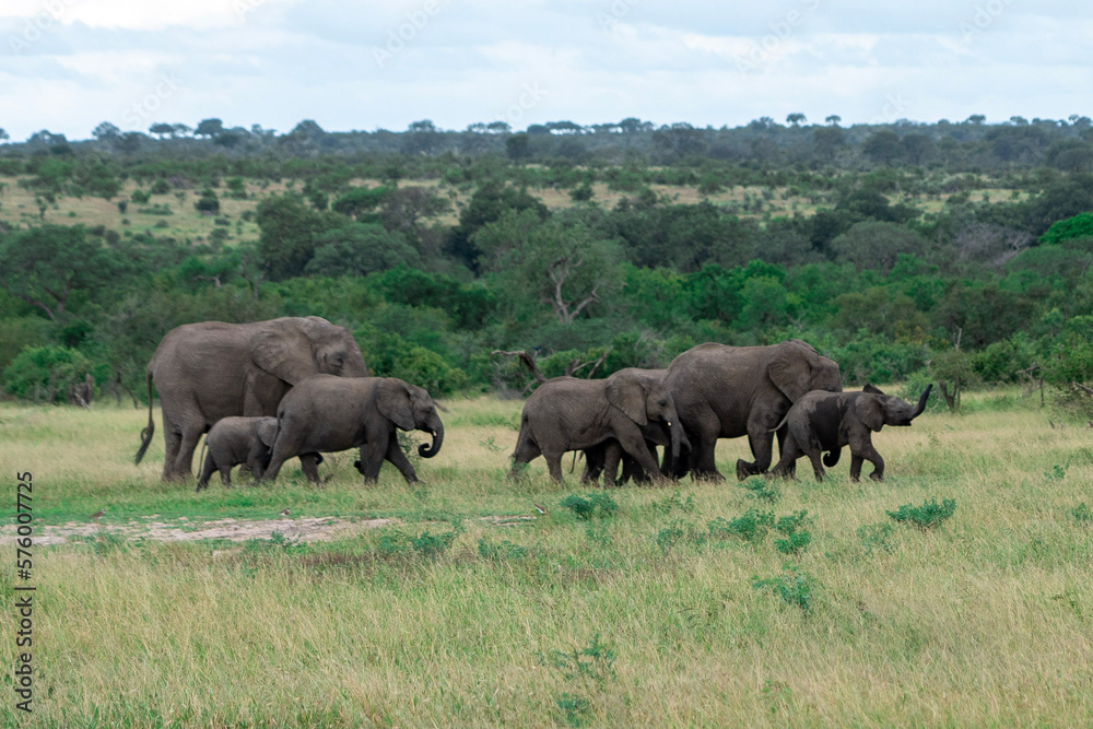 Fototapeta premium herd of elephants walking across the african savannah 
