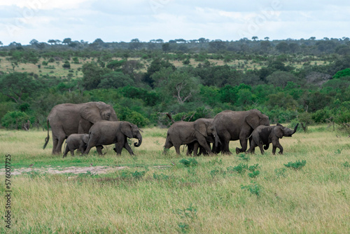 herd of elephants walking across the african savannah 