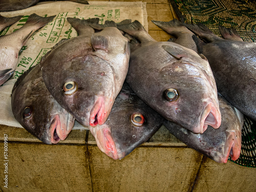 a group of fish