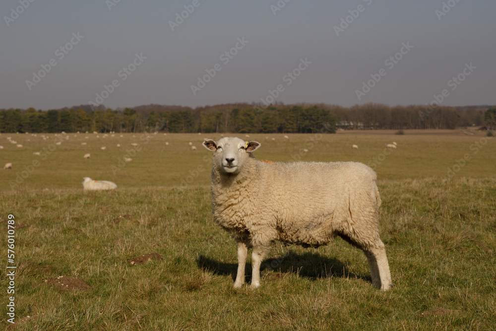 Fototapeta premium Sheeps in a meadow on green grass