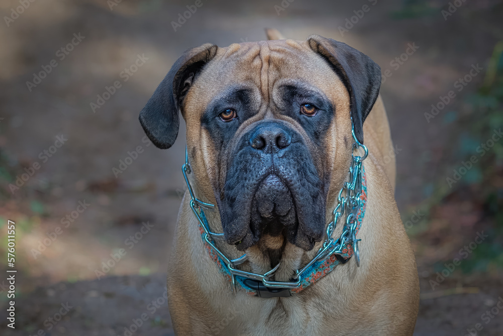 2020-03-07 CLOSE UP PORTRAIT OF A LARGE BULLMASTIFF WITH NICE EYES BLURRY BACKGROUND AND WEARING A COLLAR