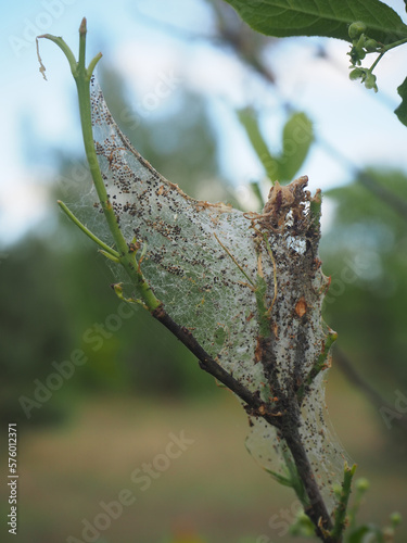 ermine moths larval web