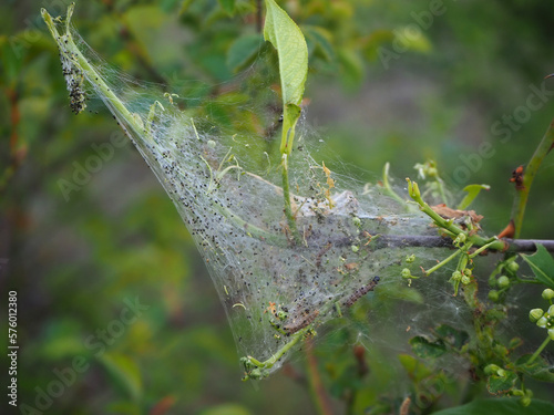 ermine moths larval web