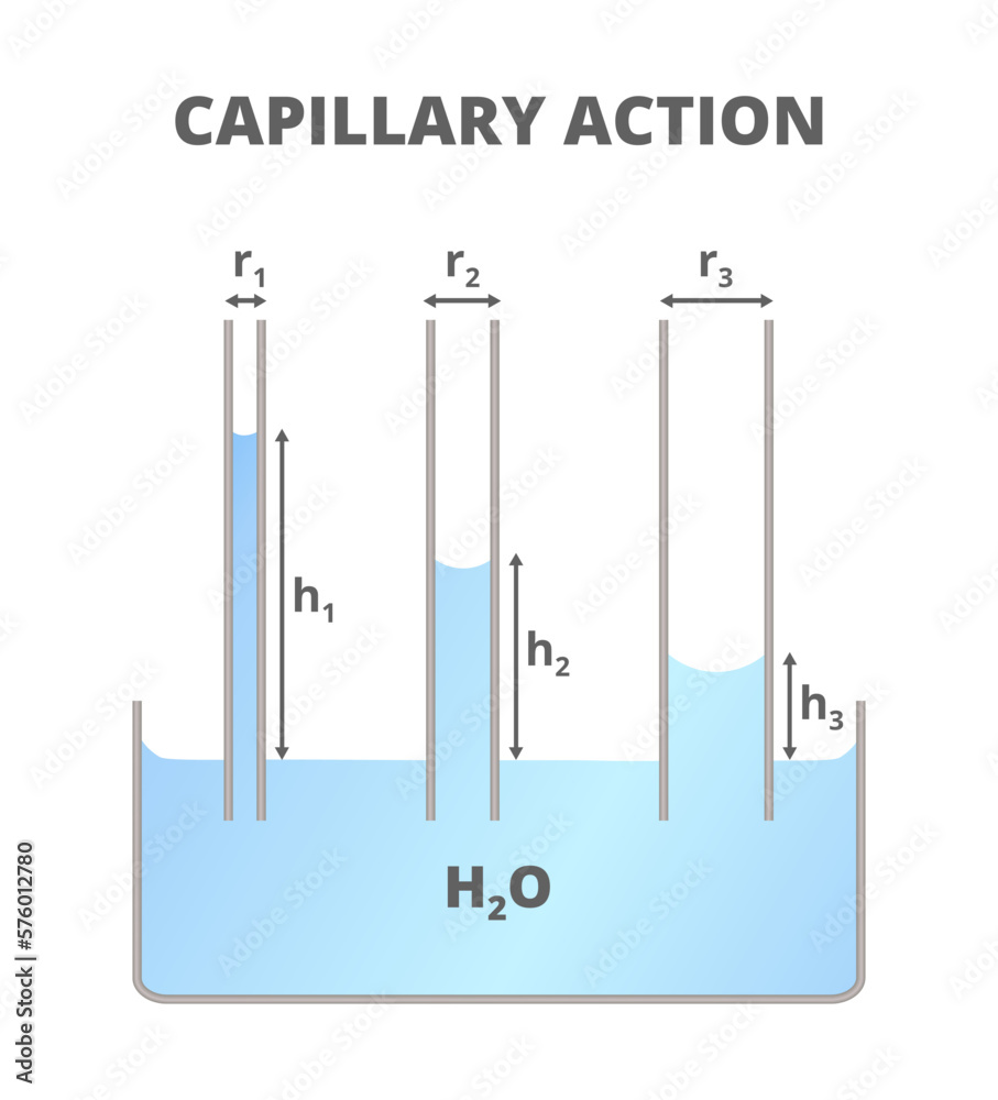 Vector illustration of capillarity action or capillarity. Vessel and