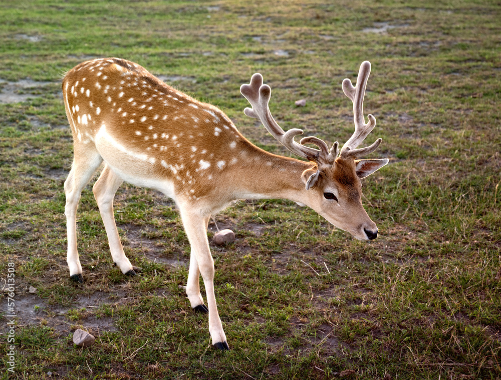 Young deer with antlers. Walking in the meadow.
Young deer with antlers. Walking in the meadow.