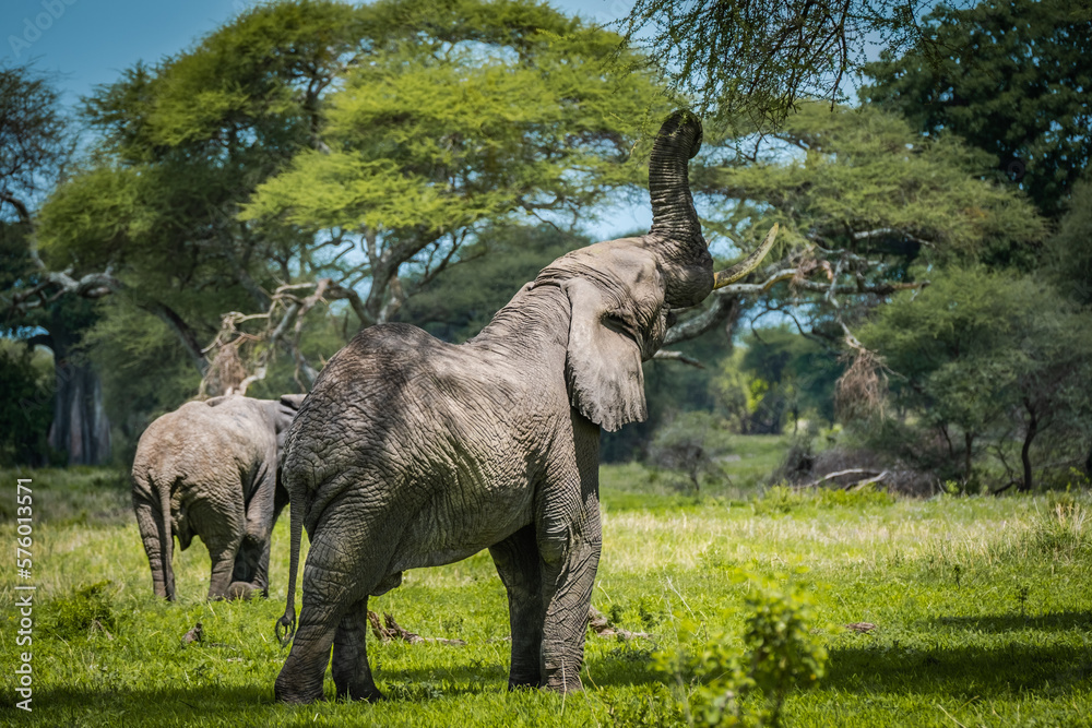 Fototapeta premium Elephant grabbing tree branches in Manyara National Park, Tanzania