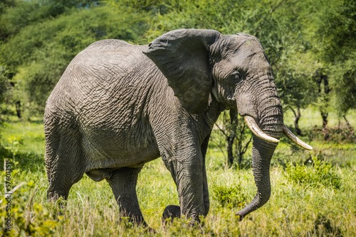 Elephant in Manyara National Park  Tanzania
