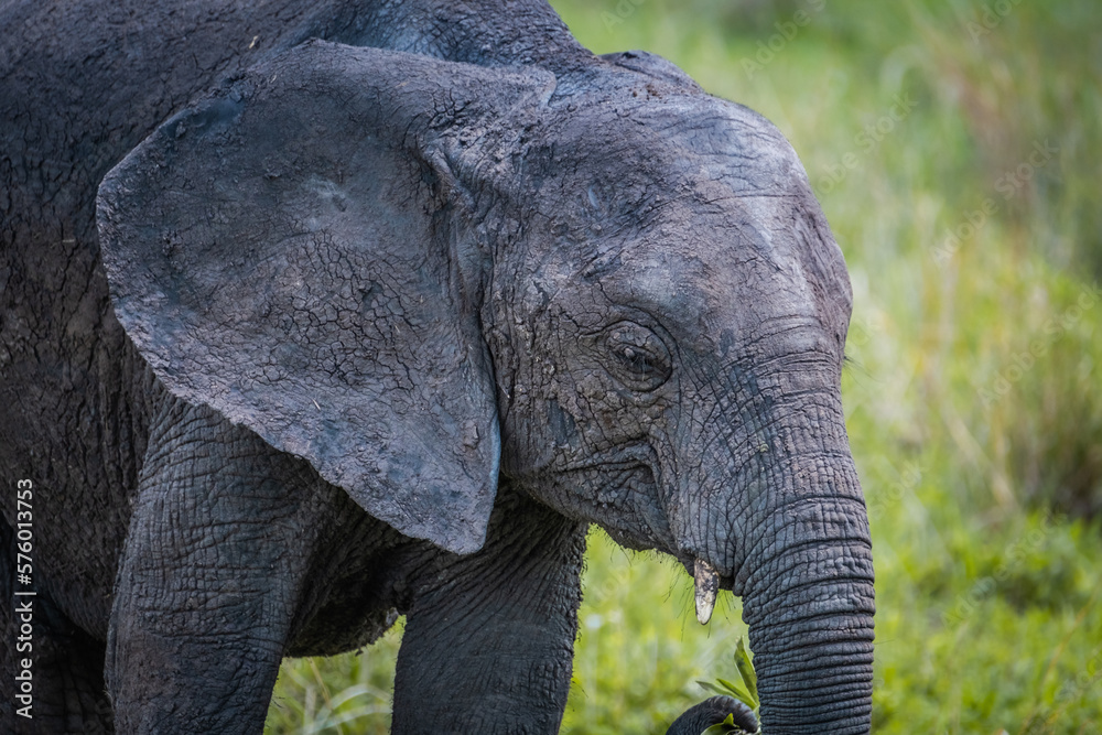 Baby elephant covered in mud in Manyara National Park, Tanzania Baby elephant covered in mud in Manyara National Park, Tanzania