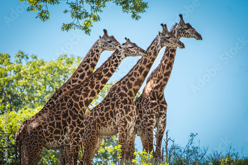 Group of girafes in Manyara National Park  Tanzania