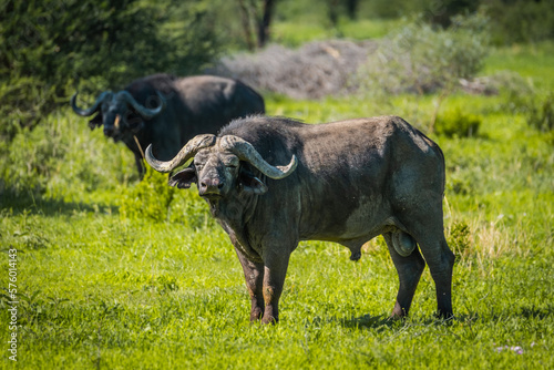 Buffalo in Manyara National Park  Tanzania