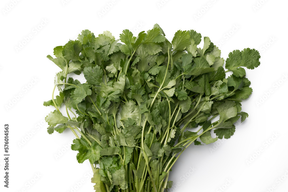 Fototapeta premium Close up bunch of cilantro isolated on white background