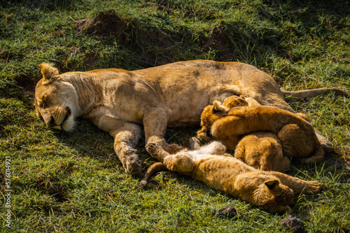 Lion mother and cubs napping in Ngorongoro Volcano National Park, Tanzania © Yann