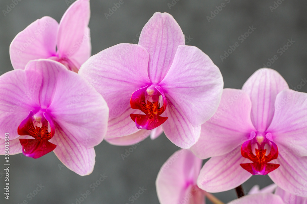 Blooming lovely pink orchids. Hobbies, floriculture, home flowers, houseplants Blooming lovely pink orchids. Hobbies, floriculture, home flowers, houseplants