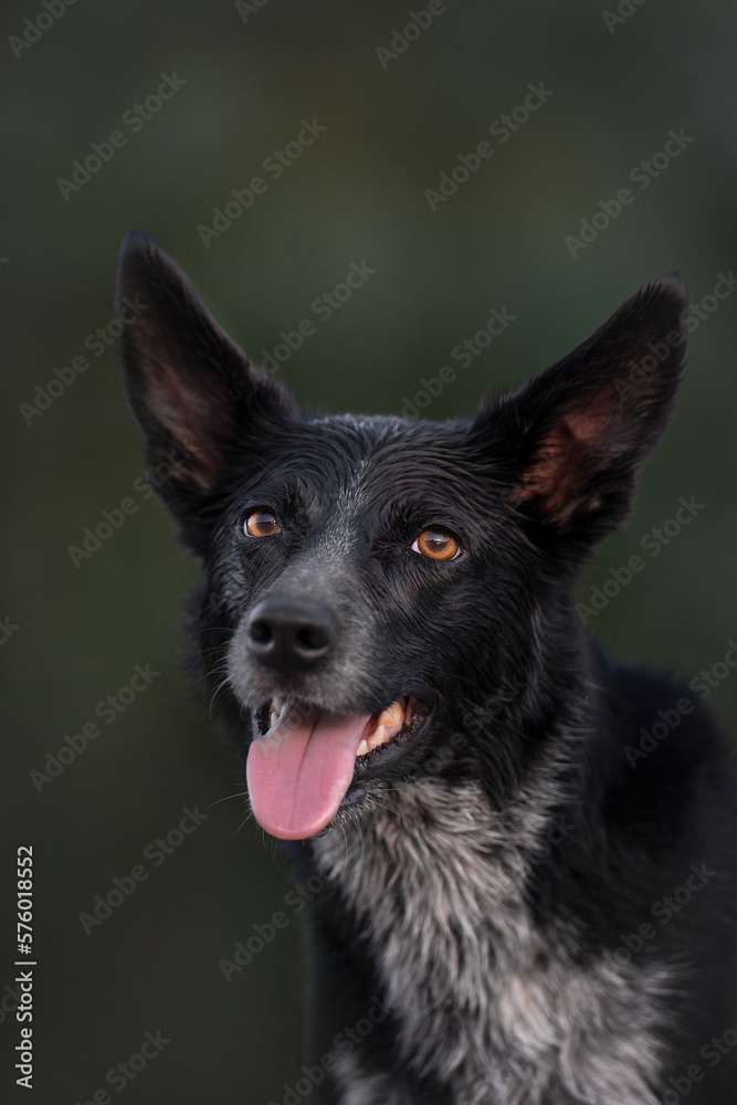 black dogs in water