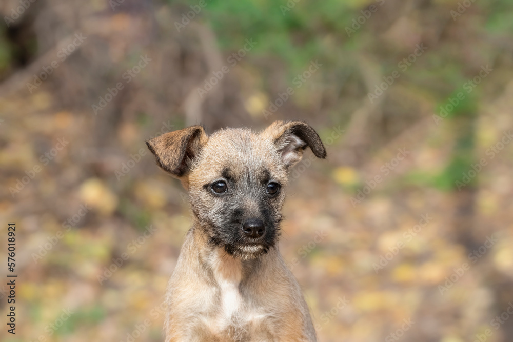 Portrait of a cute puppy outdoors. Cute dog and good friend. Dog games, dog training. Be my friend. Little puppy for a walk. Portrait of a cute puppy outdoors. Cute dog and good friend. Dog games, dog training. Be my friend. Little puppy for a walk.