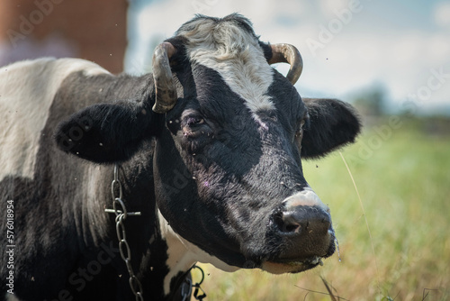 A village cow lies on the grass in summer, flies sit on it.