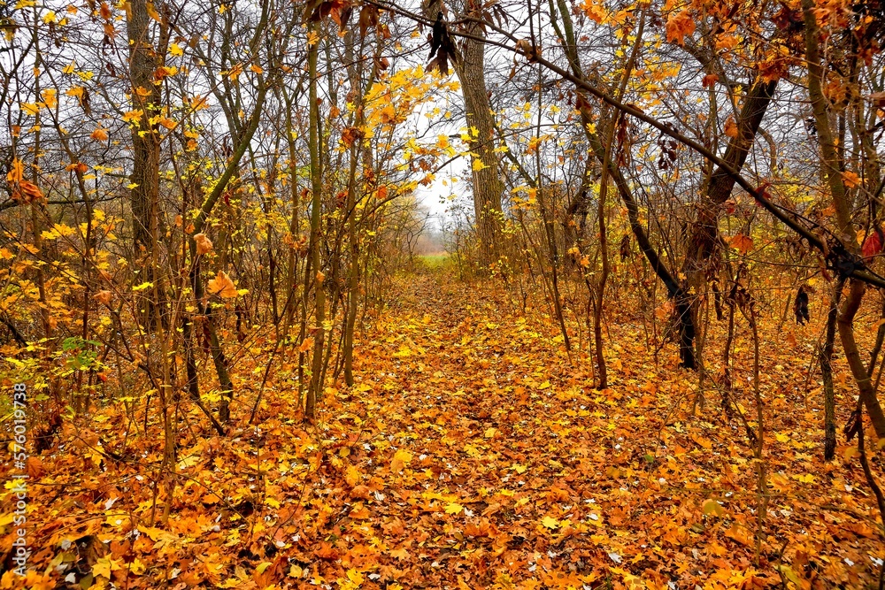 Young autumn forest in October, road in golden autumn leaves.