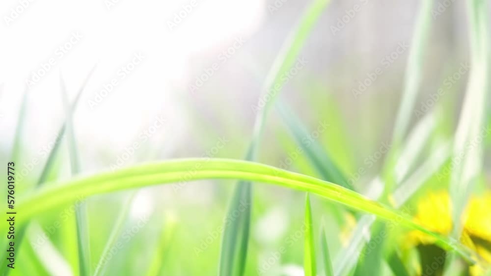 Lush green foliage. Camera moving through fresh juicy grass lawn in sunny day. Nature spring and ecology concept. High quality FullHD footage Lush green foliage. Camera moving through fresh juicy grass lawn in sunny day. Nature spring and ecology concept. High quality FullHD footage