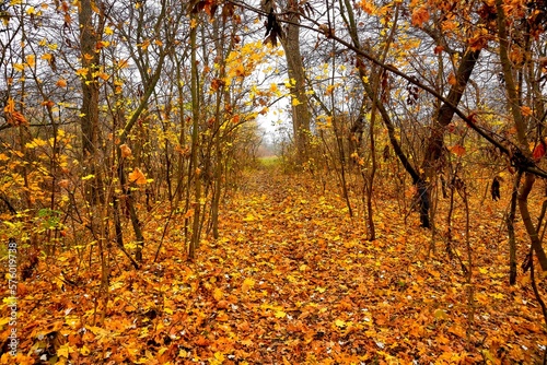 Young autumn forest in October, road in golden autumn leaves. © Stas