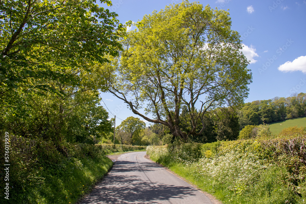Countryside road in the summertime.