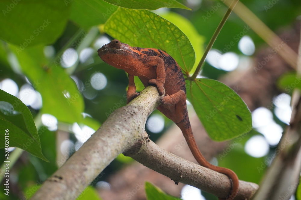 Chameleon climbing tree
