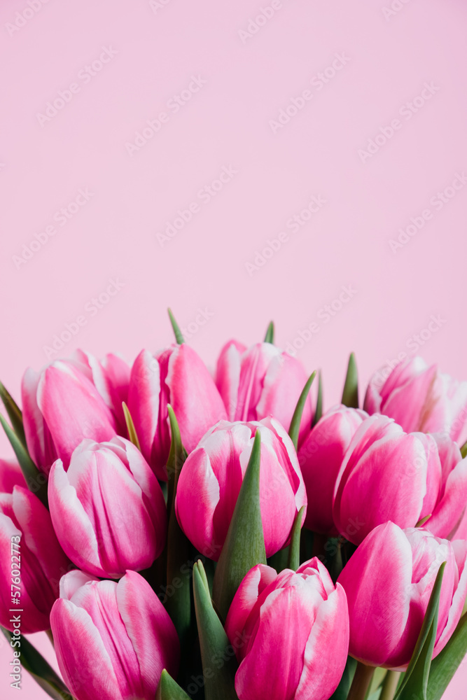 Beautiful fresh tulip flowers in full bloom against pink background, close up. Copy space for text. Spring blooms. Beautiful fresh tulip flowers in full bloom against pink background, close up. Copy space for text. Spring blooms.