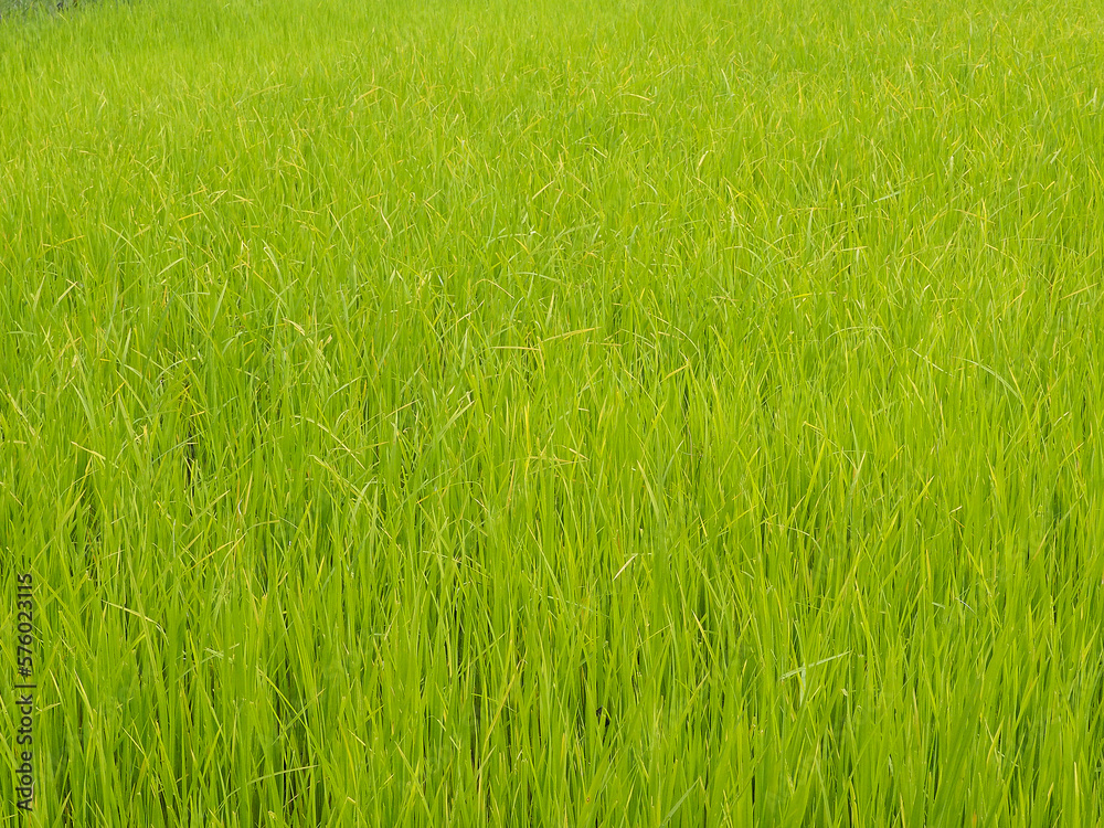 Obraz premium rice field background
