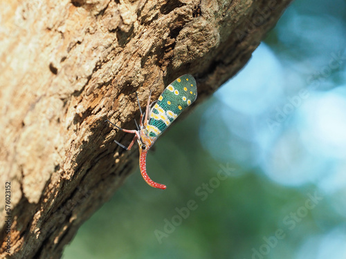 Fulgora - Bugs looks like it's carrying a lantern, colorful insect. cicada or lanternfly insect on tree in nature, Lantern Fly, the insect on tree fruits. photo