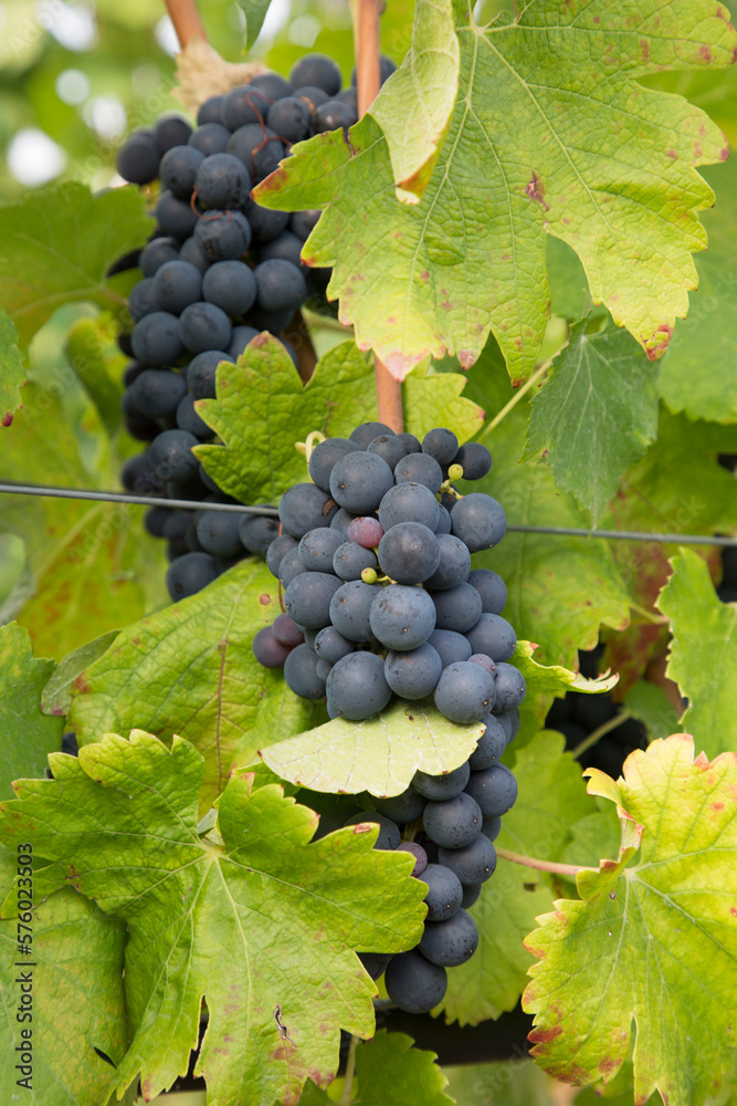 Uva rossa da vino ligure