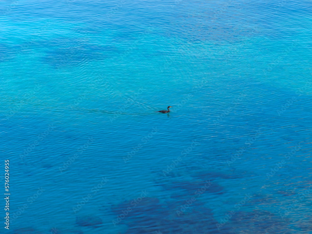 the cormorant swims alone in the blue sea