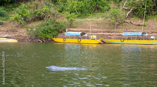 Vászonkép Dauphins d'eau douce du Mékong à Kampi au Cambodge