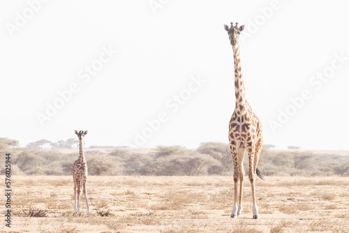 A female giraffe and its calf ogether in the wilderness of the Savannah plains of Africa. photo