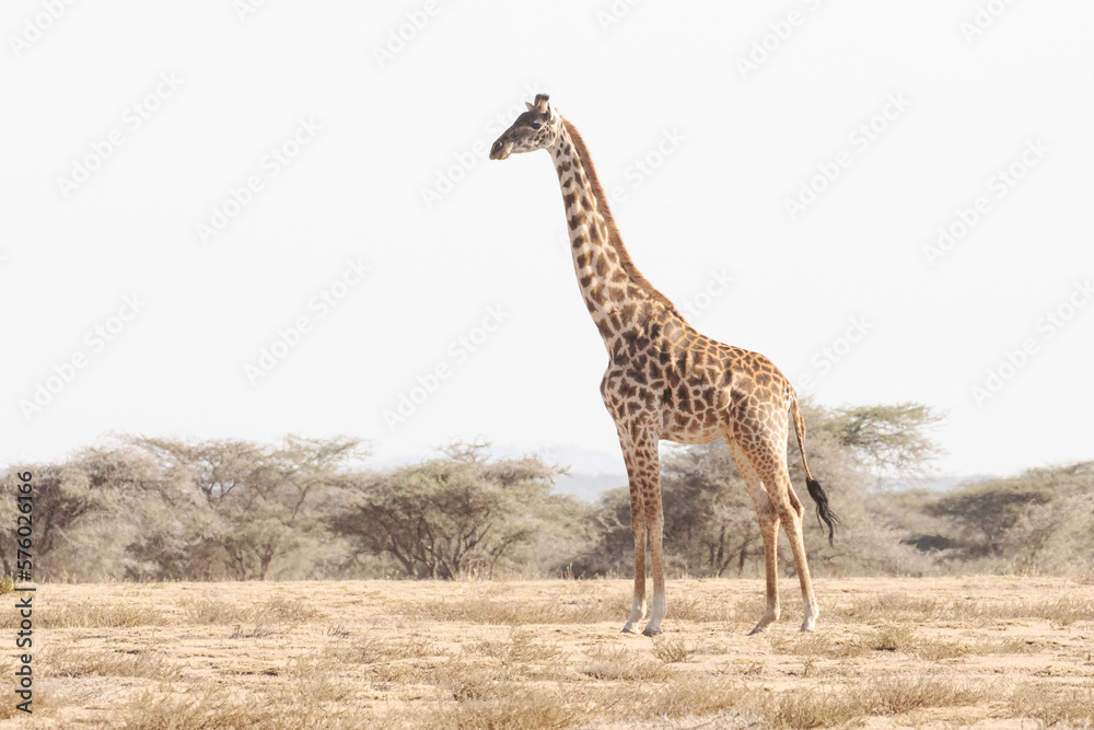 Obraz premium A magnificent adult giraffe stands still for a moment to take a rest.