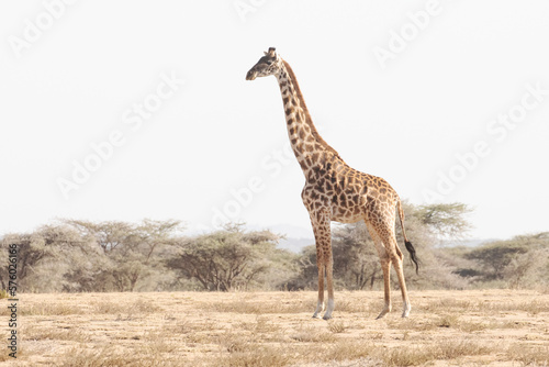 A magnificent adult giraffe stands still for a moment to take a rest.