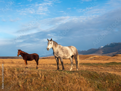 White and brown horses on the background of a mountain peak. Beautiful horses in an autumn meadow poses against the background of a white snow-covered mountain.